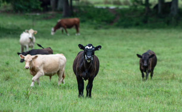 istock Crossbred heifer in focus with herd behind 1221319817