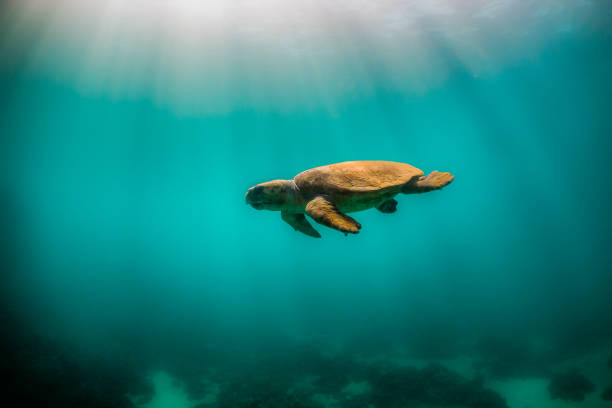 istock Loggerhead turtle swimming in the wild close to the surface with light rays shining through the surface 1221319820