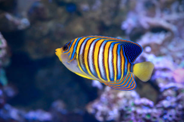 royal angelfish pygoplites diacanthus,or the regal angelfish. - imperial angelfish imagens e fotografias de stock