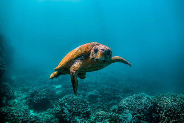 istock Loggerhead turtle swimming in the wild close to the surface with light rays shining through the surface 1221320056