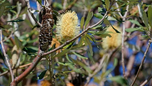 istock Banksia Flowers on the Plant 1221320511