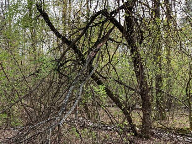 istock Tilted, dry tree in the forest. A tree broken by the wind in the park. Long branches of trees. 1221321893
