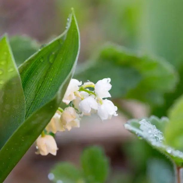 Photo of Lily-of-the-valley and water drops