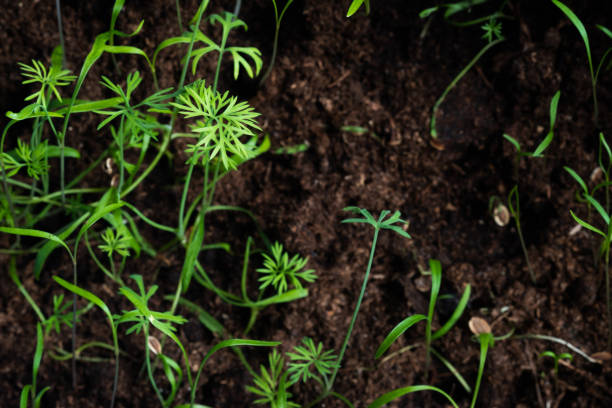 piccoli germogli di aneto - microgreen a casa vista dall'alto ravvicinato. micro fattoria - come crescere da soli - microbiotic foto e immagini stock