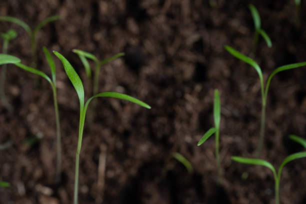 piccoli germogli di basilico - microgreen a casa vista dall'alto ravvicinato. micro fattoria - come crescere da soli - microbiotic foto e immagini stock