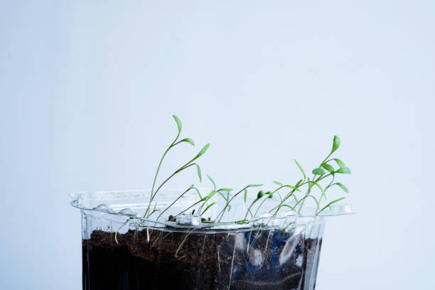 pequenos brotos de manjericão em um recipiente de plástico em um fundo branco - vista de close-up de um microverde em casa. micro fazenda - como crescer - microbiotic - fotografias e filmes do acervo