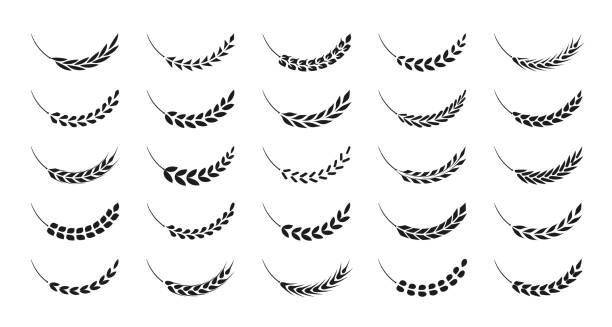 Set of simple wheats ears icons and wheat design elements, organic wheats local farm fresh food, bakery .Concept for products label, harvest and farming, grain, bakery, healthy food. Vector illustration Set of simple wheats ears icons and wheat design elements, organic wheats local farm fresh food, bakery .Concept for products label, harvest and farming, grain, bakery, healthy food. spike vector stock illustrations