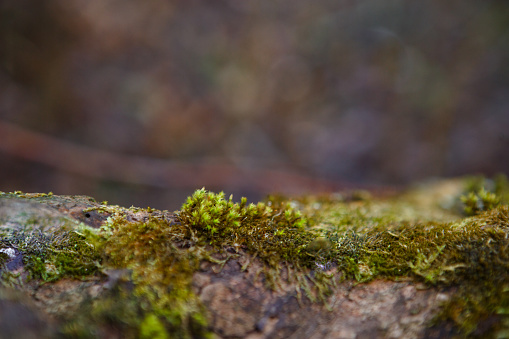 Natural texture of moss on wet wood - soft forest floor on the ground and on the stump. Concept frame and background for the forest theme in brown and yellow-green with space for text