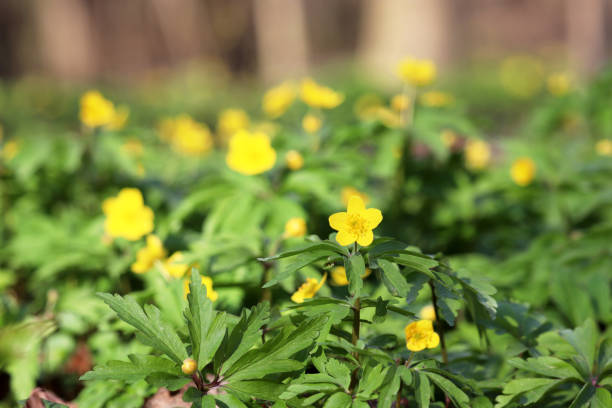 лютик желтого анемона в лесу - yellow wood anemone стоковые фото и изображения