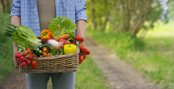 Portrait of a happy young farmer holding fresh vegetables in a basket.