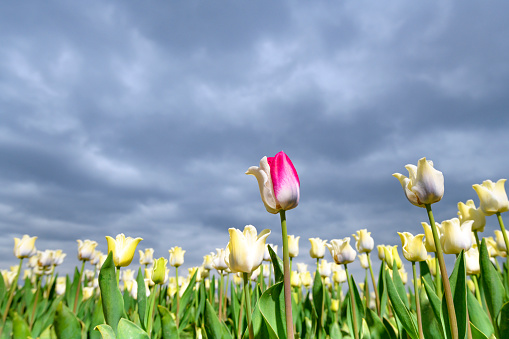 Field of blooming white tulips and one pink tulip during springtime in Holland. The tulips are growing in a field in Flevoland, The Netherlands and are part of Dutch culture in Holland.