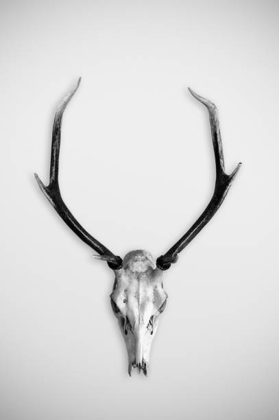 istock Deer skull with big antlers on a white background. 1221326601