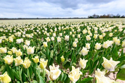 Blossoming white tulips in a field with an overcast sky in the background during springtime  in Holland. The tulips are growing in a field in Flevoland, The Netherlands and are part of Dutch culture in Holland.