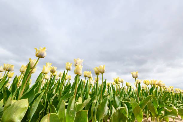White tulips under a blue sky and sunshine low angle