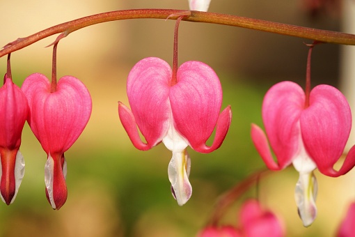 Pink Asian bleeding-heart Lamprocapnos spectabilis. family Papaveraceae, native to Siberia, northern China, Korea and Japan, concept for Valentine's Day.