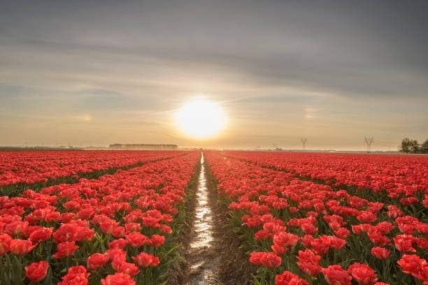 istock Field of red tulips during a beautiful springtime sunset 1221327594