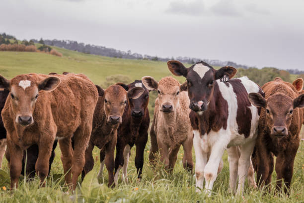 istock Cute little calves looking at the camera 1221327663