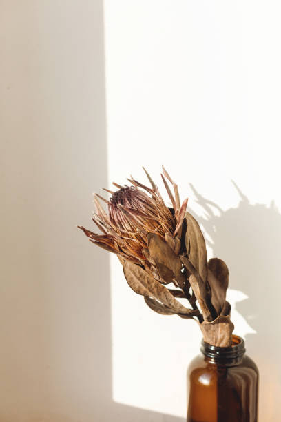 istock Dry protea flower in sunny warm light on white background with copy space. Creative image. Dried protea in sunlight with shadow. Stylish  design element 1221330840