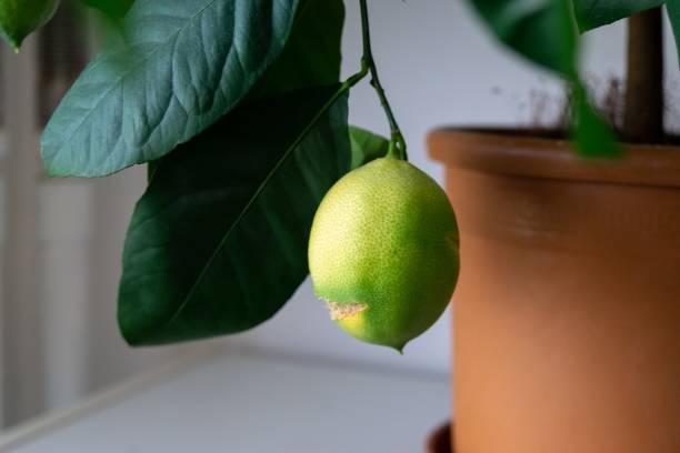 istock Lemon fruit on the lemon tree in the room. 1221334297