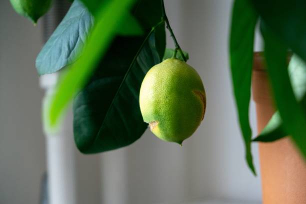 istock Lemon fruit on the lemon tree in the room. 1221334303