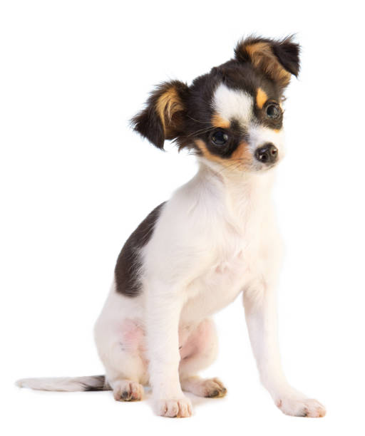 istock Young chihuahua sitting 1221334439