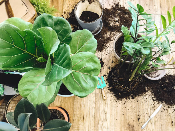 Repotting plants at home. Ficus Fiddle Leaf Fig tree and zamioculcas plants on floor with pots, roots, ground and gardening tools. Potting or transplanting plants. Houseplant. Repotting plants at home. Ficus Fiddle Leaf Fig tree and zamioculcas plants on floor with pots, roots, ground and gardening tools. Potting or transplanting plants. Houseplant. fig tree photos stock pictures, royalty-free photos & images