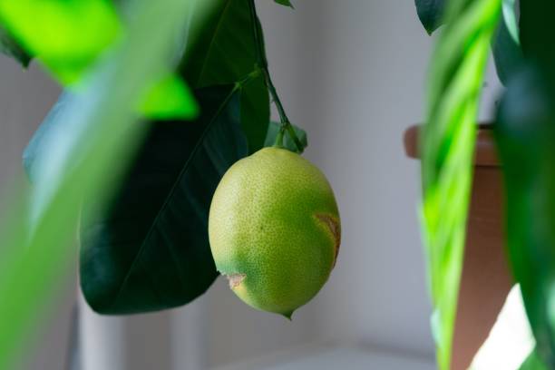 istock Lemon fruit on the lemon tree in the room. 1221334748