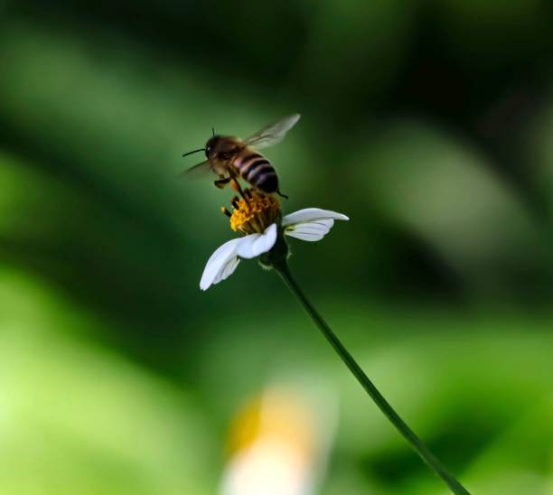 istock Bee hovering over orange and white flower trying to get pollen with a nice green background 1221335857