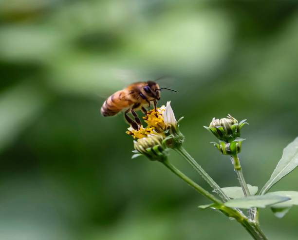 istock Bee hovering over orange and white flower trying to get pollen with a nice green background 1221335872