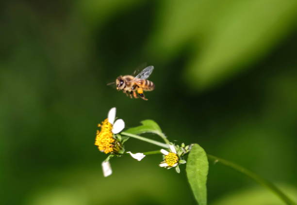 istock Bee hovering over orange and white flower trying to get pollen with a nice green background 1221335877