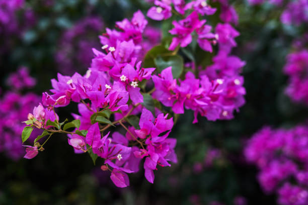 Thai bougainvillea bush and flowers background.