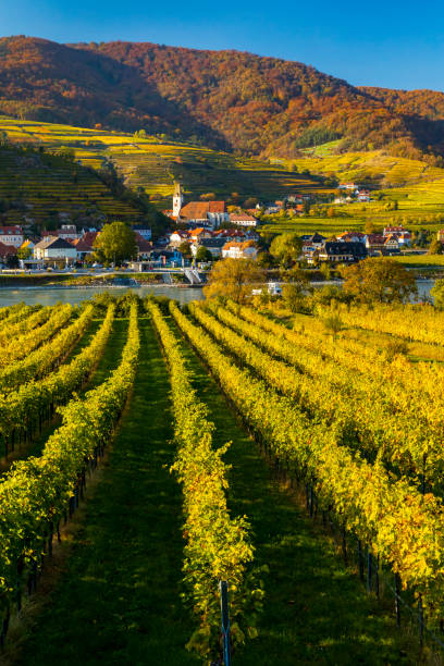 istock autumn vineyard and Spitz in Wachau region, Austria 1221338087