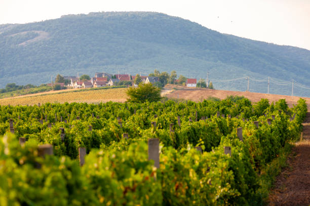 istock wine cellars in Bukkzserc, Hungary 1221338239
