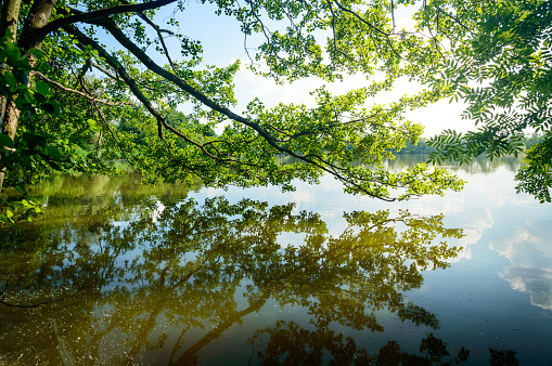 A large branch of the tree hangs over the pond, the reflection of the leaves in the water on a summer day.