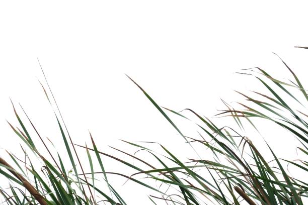 istock Wild grass leaves with wind blowing on white isolated background 1221341610