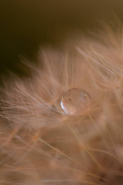 タンポポの種子の上に水を落とす - dandelion nature water drop ストックフォトと画像