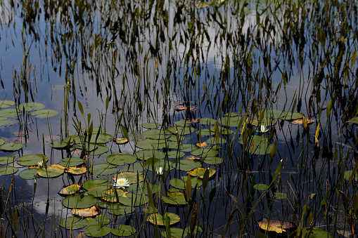 Water lilies on pond