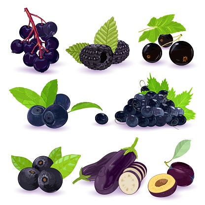 Big vector set with natural, healthy products, fruits, berries, vegetables eggplant, elderberry, blackberry, black currant, grapes, blueberry, acai blue plum Illustration for packing cookbook
