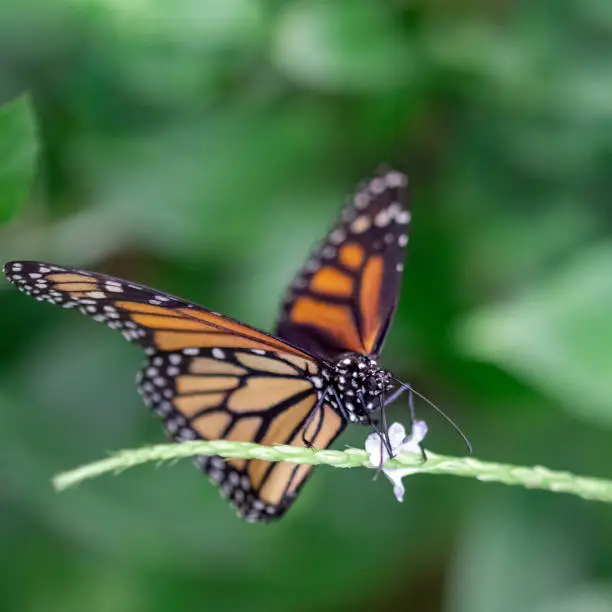 Photo of Black and orange butterfly in the grass flower