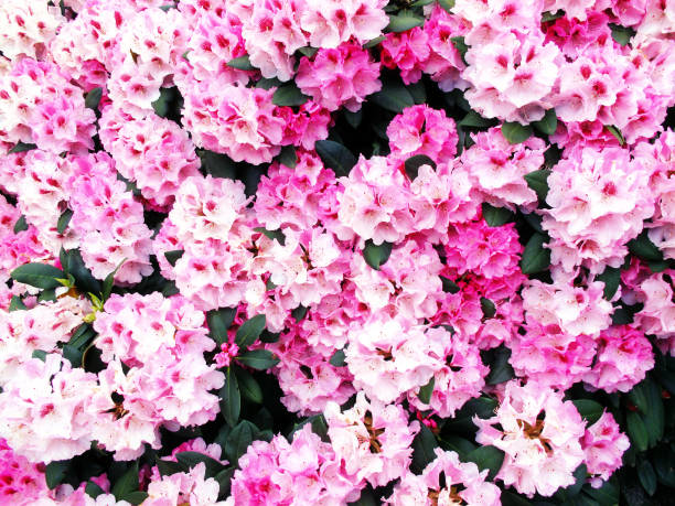 Red rhododendron flower in a Danish park. The rhododendron originates from the Himalayas but today it is a popular bush in parks all over the world and can be found in different colors and shapes