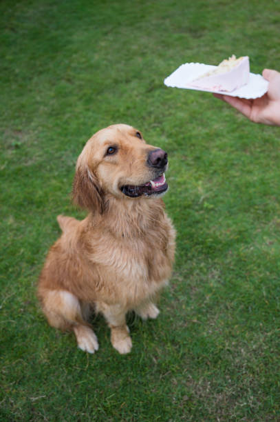 istock The Golden Retriever is attracted by the snacks it holds 1221344055