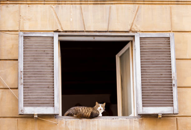 istock Cat having a rest on open window with shutters in Italian style 1221345336