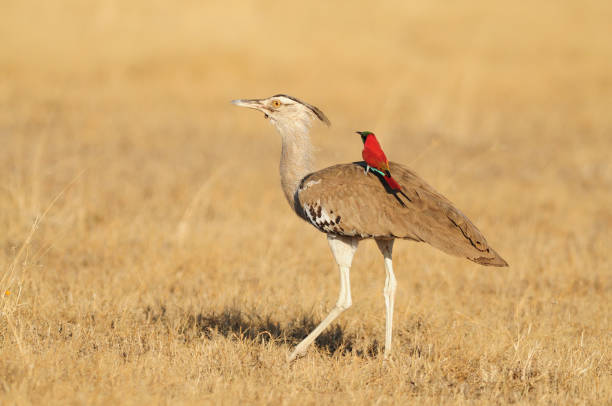 Kori Bustard and Carmine Bee-eater