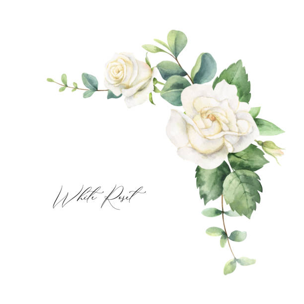 ilustrações de stock, clip art, desenhos animados e ícones de watercolor vector hand painted frame with green eucalyptus leaves and white roses. illustration for cards, wedding invitation, posters, save the date or greeting design isolated on white background. - flower white