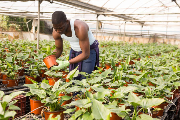 istock Confident farmer working with  asplenium antiquum seedlings in greenhouse 1221347248