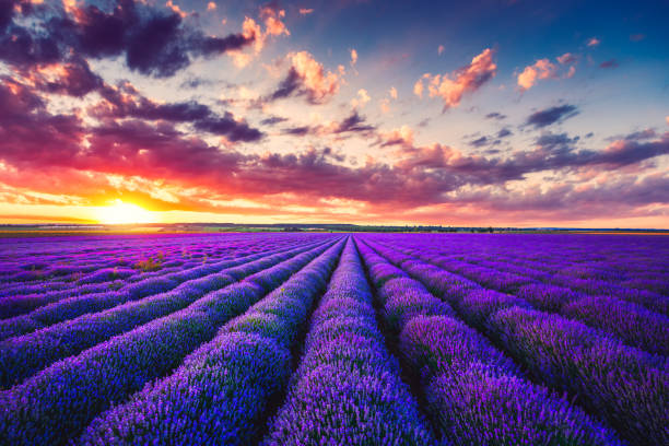 istock Lavender field at sunset with beautiful cloudscape 1221347429