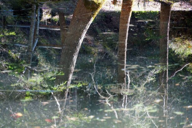 reflections in the water of the lake sulfner in south tirol, italy - hafling imagens e fotografias de stock