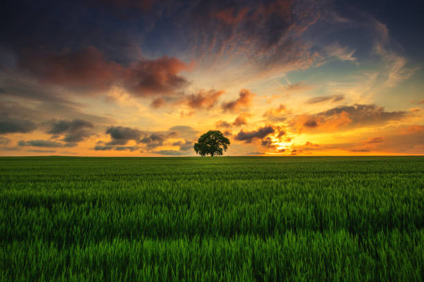istock Tree in the field and dramatic clouds in the sky 1221347788