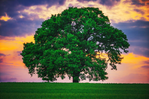istock Tree in the field and dramatic clouds in the sky 1221347828
