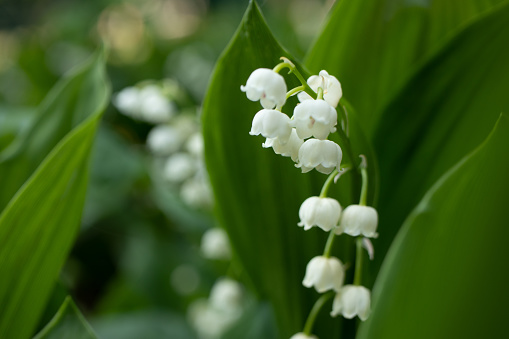 Lily of the valley muguet white flower green leaf lilies mai may
